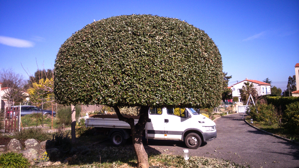 Coupe_1